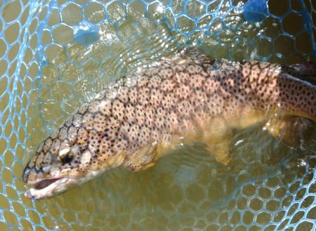 備えあれば患いなし ～岡崎トラウトポンド～